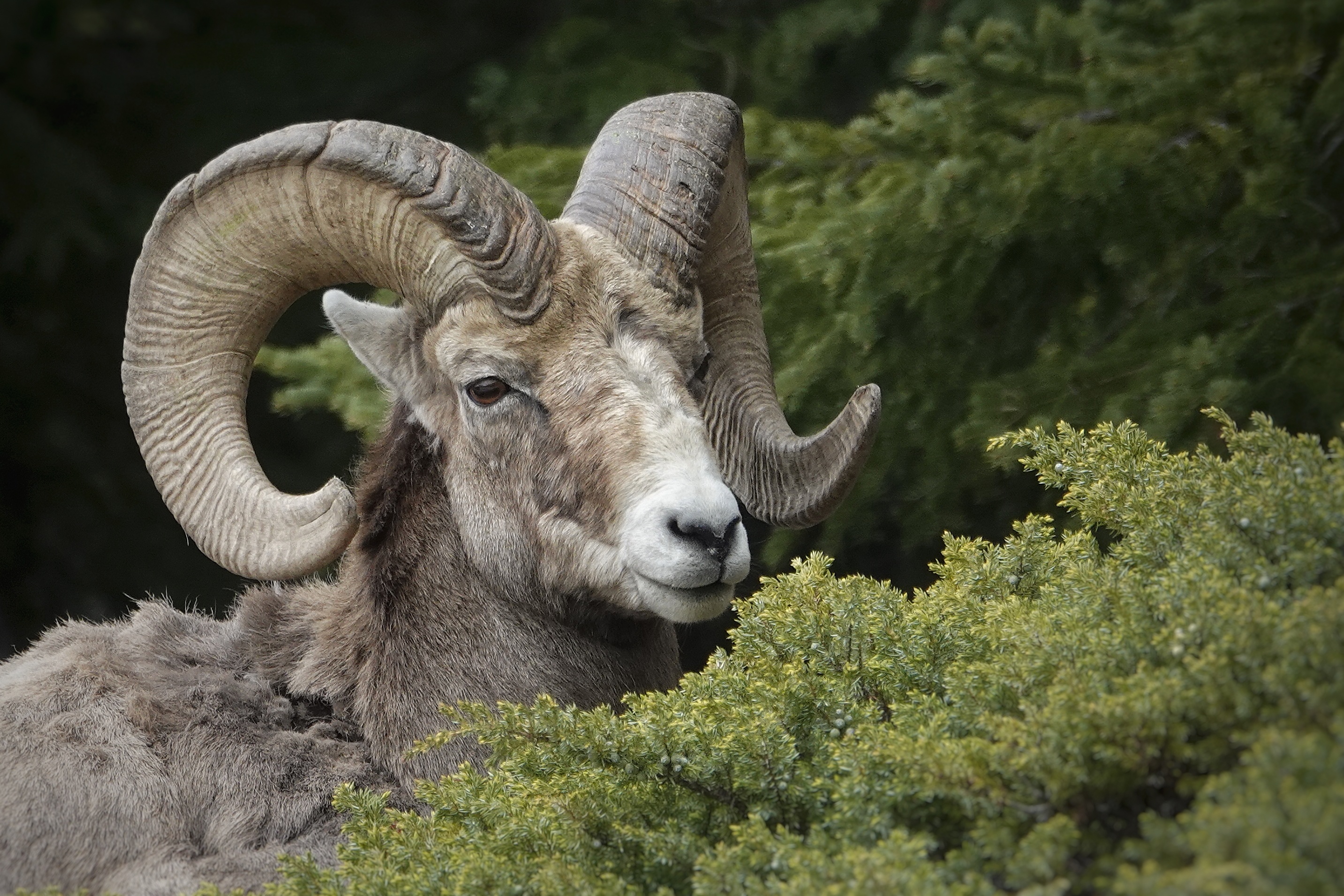 Mouflon canadien dans les herbes